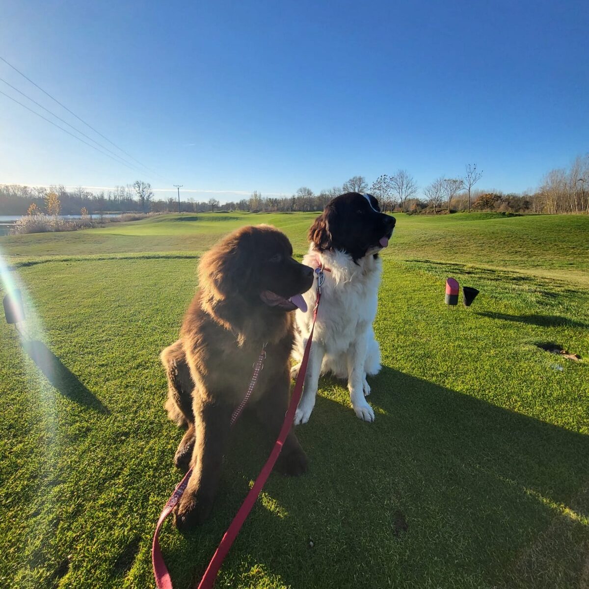 PlávajPes na golfe